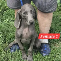 Bonnie, a female Weimaraner for sale in Beresford, SD – 1 of 1