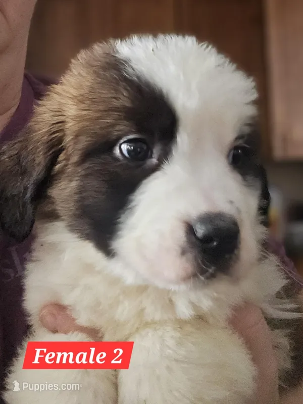 Heidi – Saint Bernard puppy for sale in Beresford, SD