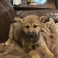 Yumi, a female Shiba Inu for sale in Beresford, SD – 1 of 1