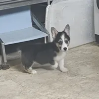 Myles, a male Pembroke Welsh Corgi for sale in Beresford, SD – 3 of 3