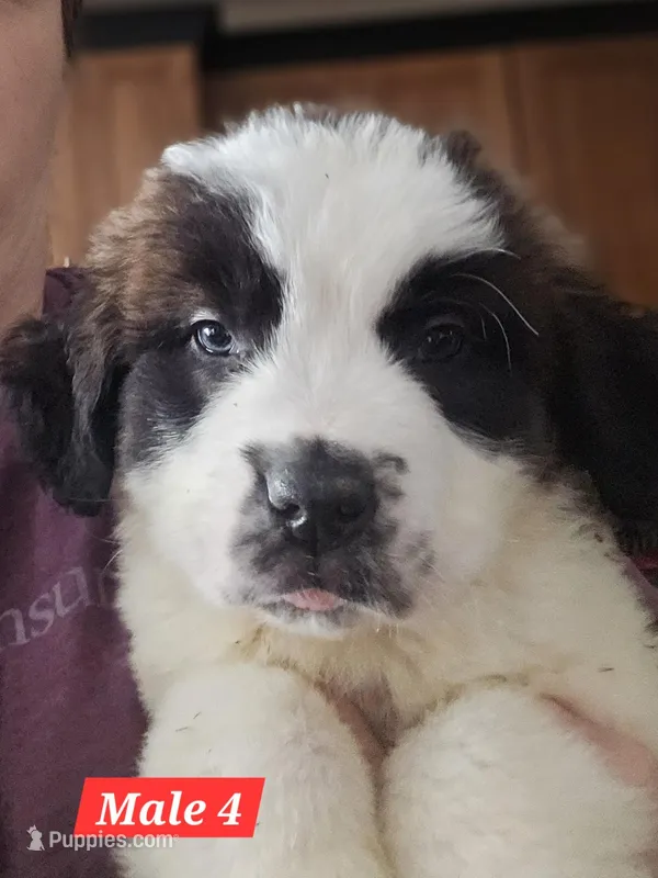 Rocky – Saint Bernard puppy for sale in Beresford, SD