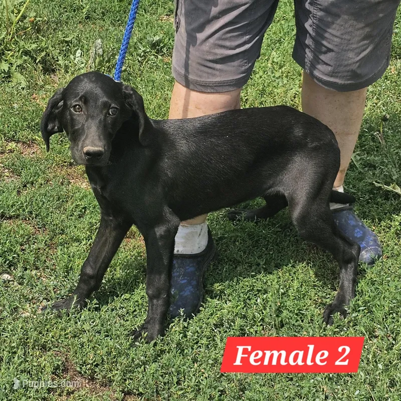Annie – Labrador Retriever, Weimaraner puppy for sale in Beresford, SD