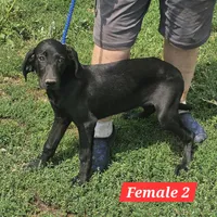 Annie, a female Labrador Retriever and Weimaraner for sale in Beresford, SD – 1 of 1