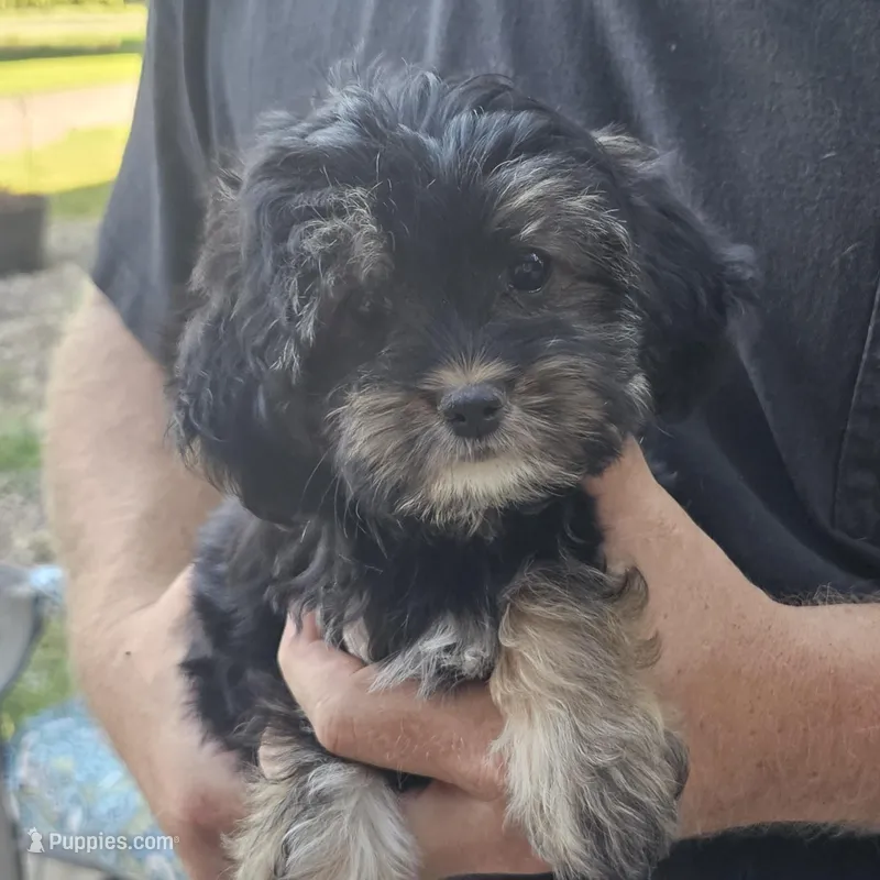 Muffin – Yorkipoo puppy for sale in Beresford, SD
