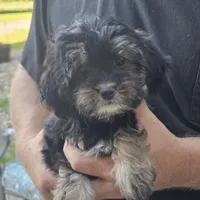 Muffin, a female Yorkipoo for sale in Beresford, SD – 1 of 1