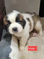 Thor, a male Saint Bernard for sale in Beresford, SD – 1 of 1
