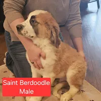 Zeus, a male Saint Berdoodle for sale in Beresford, SD – Photo 1 of 2