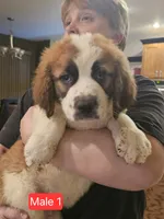 Zeus, a male Saint Berdoodle for sale in Beresford, SD – Photo 2 of 2