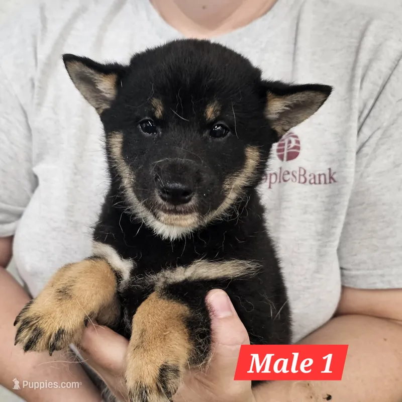 Kenji – Shiba Inu puppy for sale in Beresford, SD