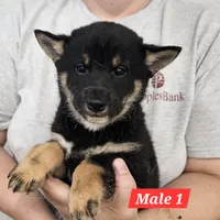 Kenji, a male Shiba Inu for sale in Beresford, SD – 1 of 1