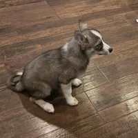 Loki, a male American Eskimo and Alaskan Klee Kai for sale in Beresford, SD – Photo 2 of 4