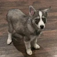 Loki, a male American Eskimo and Alaskan Klee Kai for sale in Beresford, SD – Photo 3 of 4