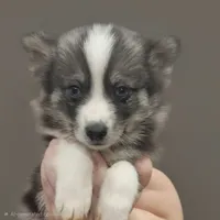 Loki, a male American Eskimo and Alaskan Klee Kai for sale in Beresford, SD – Photo 4 of 4