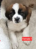 Freya, a female Newfoundland and Saint Bernard for sale in Beresford, SD – 1 of 1