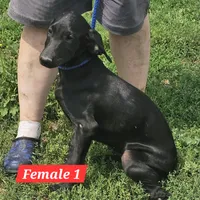 Savannah, a female Labrador Retriever and Weimaraner for sale in Beresford, SD – 1 of 1