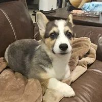 Myles, a male Pembroke Welsh Corgi for sale in Beresford, SD – 1 of 4