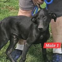 Duke, a male Labrador Retriever and Weimaraner for sale in Beresford, SD – 1 of 1