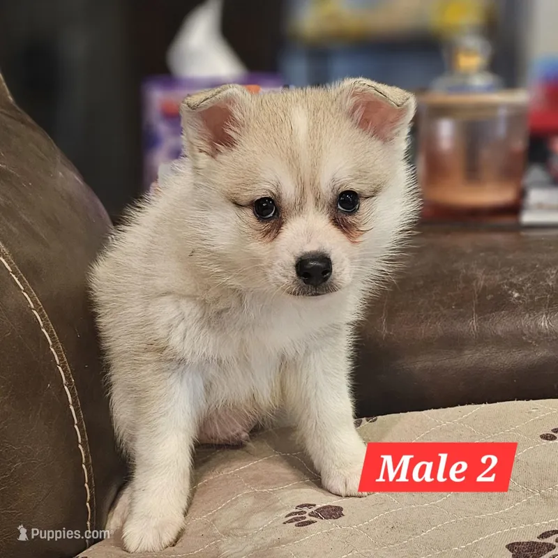 Storm – American Eskimo, Alaskan Klee Kai puppy for sale in Beresford, SD
