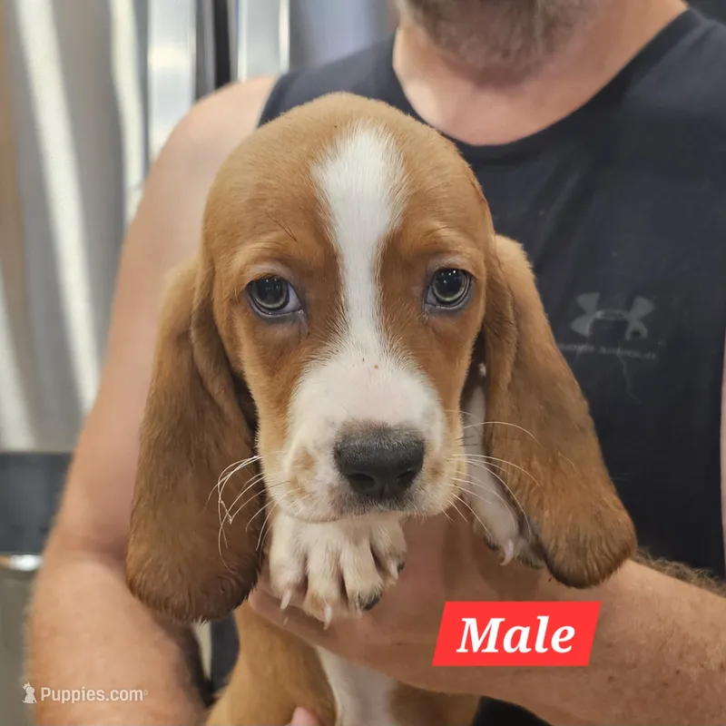Cooper – Basset Hound puppy for sale in Beresford, SD