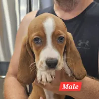 Cooper, a male Basset Hound for sale in Beresford, SD – 1 of 1