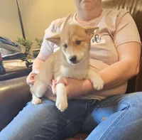 Enzo, a male Shiba Inu for sale in Beresford, SD – Photo 1 of 3