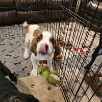 Skye, a female Saint Bernard for sale in Beresford, SD – Photo 2 of 3