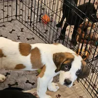 Skye, a female Saint Bernard for sale in Beresford, SD – Photo 3 of 3