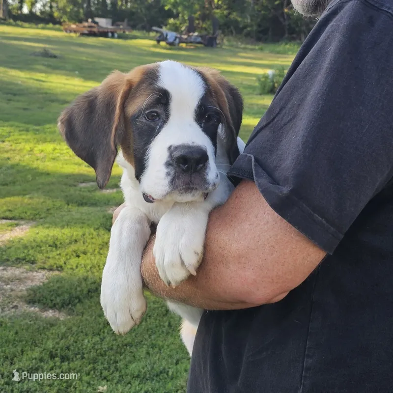 Heidi – Saint Bernard puppy for sale in Beresford, SD