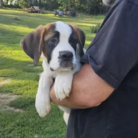 Heidi, a female Saint Bernard for sale in Beresford, SD – 1 of 1