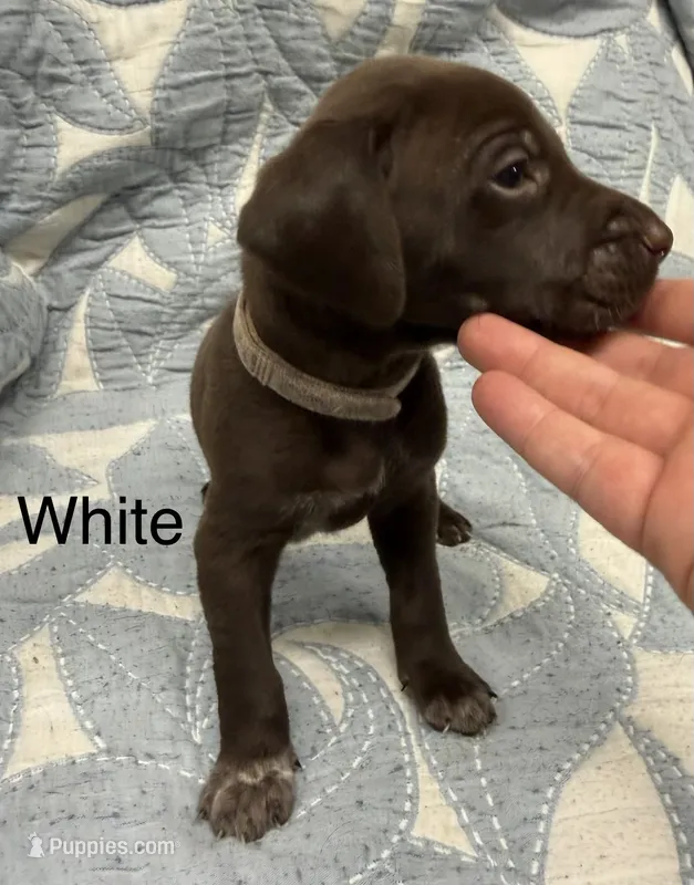 White – German Shorthaired Pointer puppy for sale in Tallassee, AL