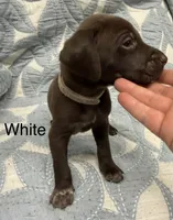 White, a male German Shorthaired Pointer for sale in Tallassee, AL – 1 of 1