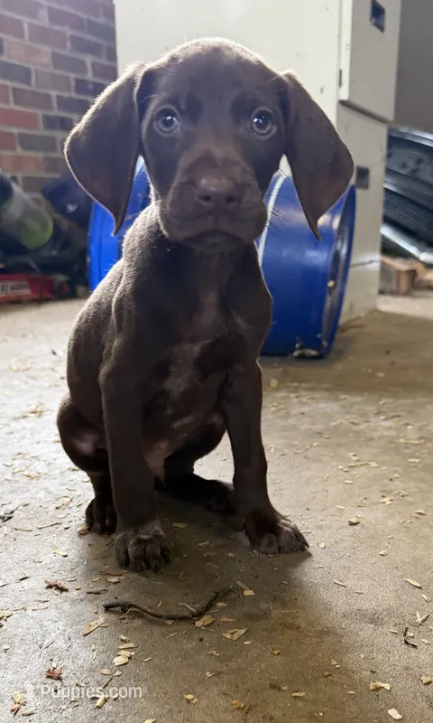 White – German Shorthaired Pointer puppy for sale in Tallassee, AL