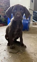 White, a male German Shorthaired Pointer for sale in Tallassee, AL – 2 of 3