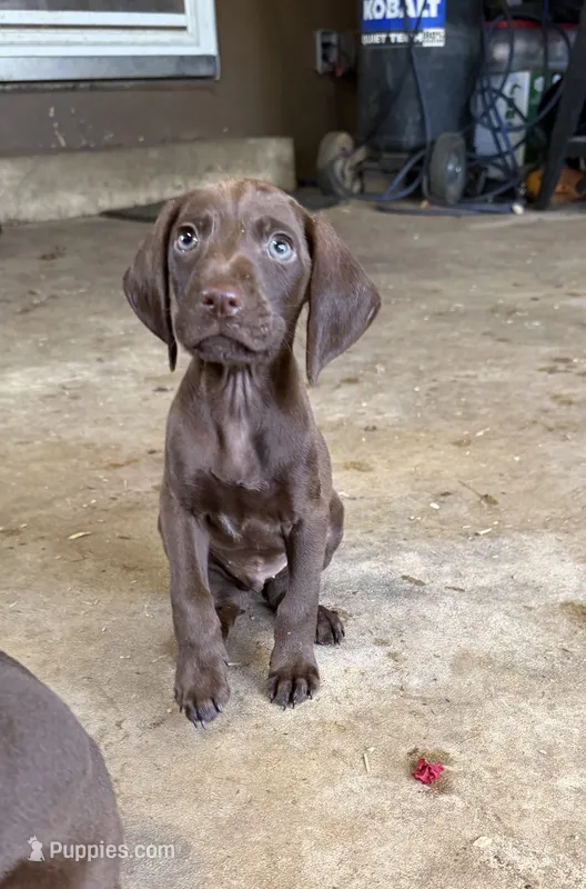 Blue – German Shorthaired Pointer puppy for sale in Tallassee, AL