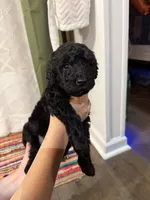 One, a male Labradoodle for sale in Tallassee, AL – 1 of 2
