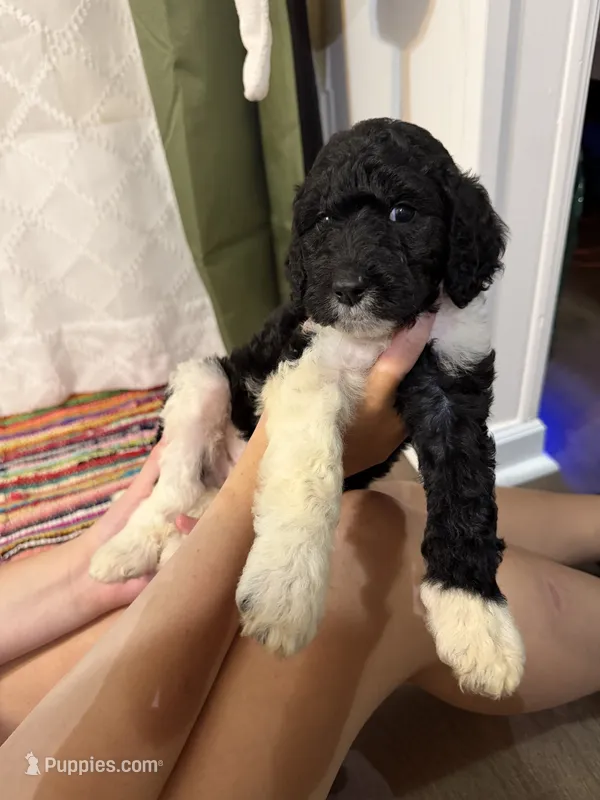Four – Labradoodle puppy for sale in Tallassee, AL