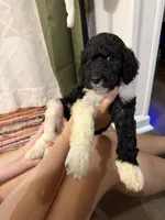 Four, a male Labradoodle for sale in Tallassee, AL – 1 of 2