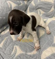 Yellow, a female German Shorthaired Pointer for sale in Tallassee, AL – 2 of 2