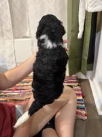 Four, a male Labradoodle for sale in Tallassee, AL – 2 of 2