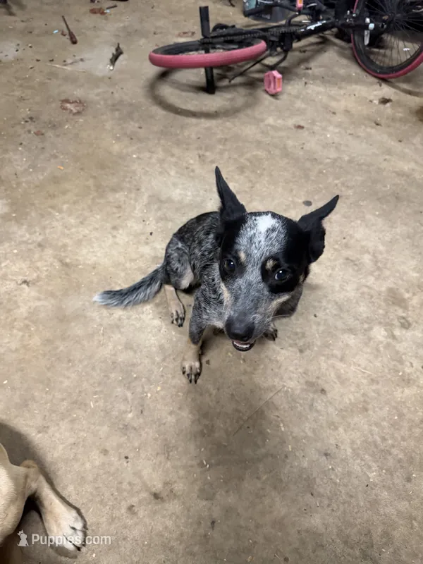 June – Australian Cattle Dog puppy for sale in Tallassee, AL