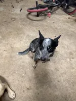 June, a female Australian Cattle Dog for sale in Tallassee, AL – 1 of 2