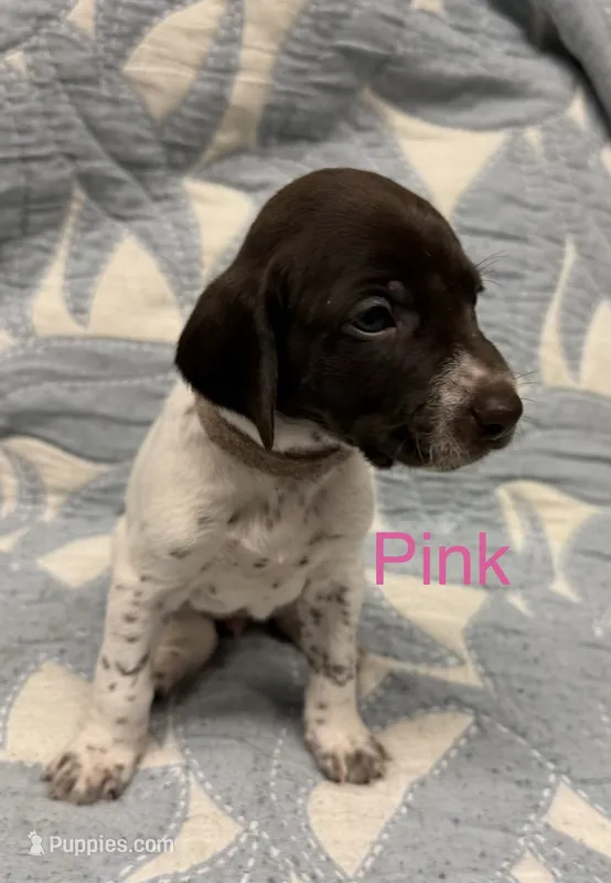 Pink – German Shorthaired Pointer puppy for sale in Tallassee, AL