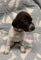 Pink, a female German Shorthaired Pointer for sale in Tallassee, AL – 1 of 2