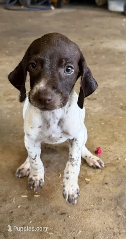 Pink – German Shorthaired Pointer puppy for sale in Tallassee, AL