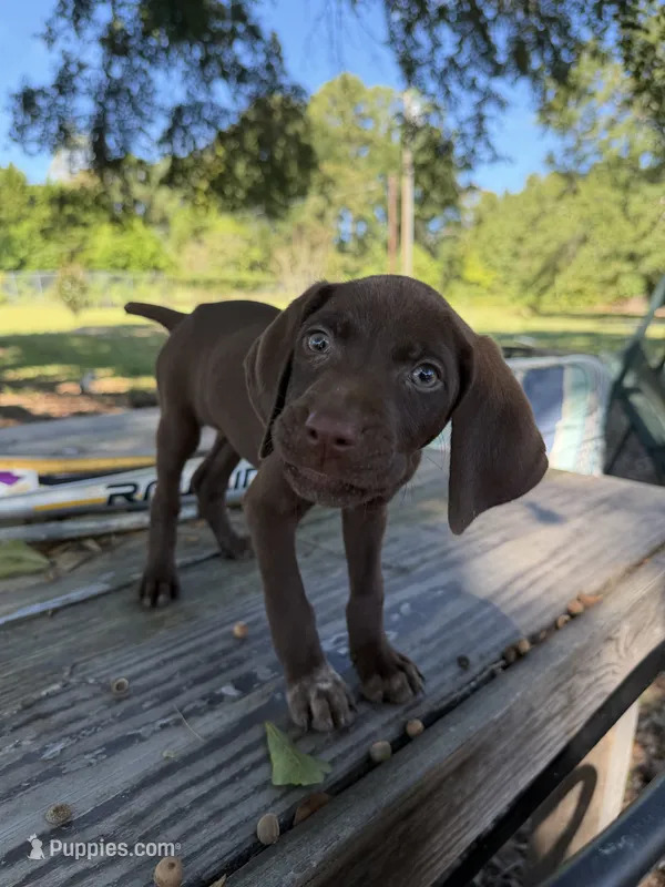 White – German Shorthaired Pointer puppy for sale in Tallassee, AL