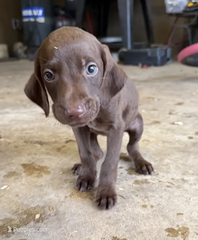 Orange – German Shorthaired Pointer puppy for sale in Tallassee, AL