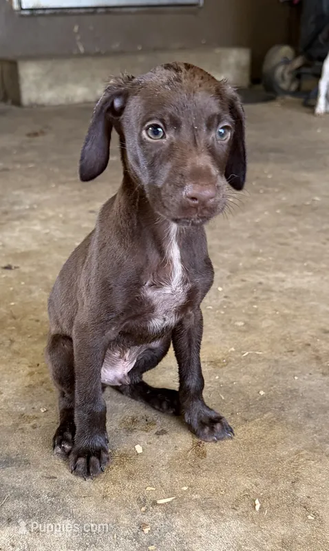 Green – German Shorthaired Pointer puppy for sale in Tallassee, AL