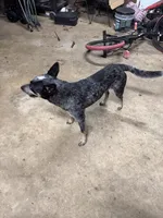 June, a female Australian Cattle Dog for sale in Tallassee, AL – 2 of 2