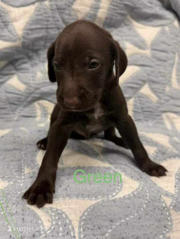 Green – German Shorthaired Pointer puppy for sale in Tallassee, AL