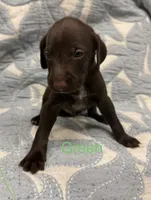Green, a male German Shorthaired Pointer for sale in Tallassee, AL – 1 of 1